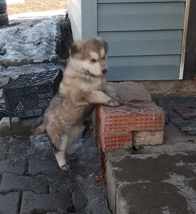 Отдам щенка в добрые руки