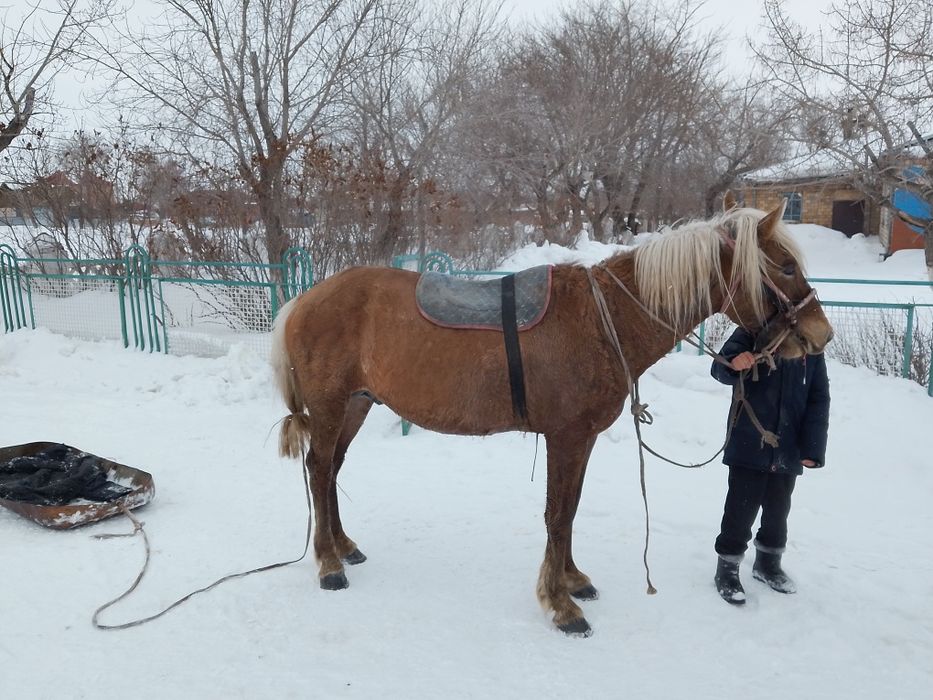 Айғыр сатылады 4 жасар