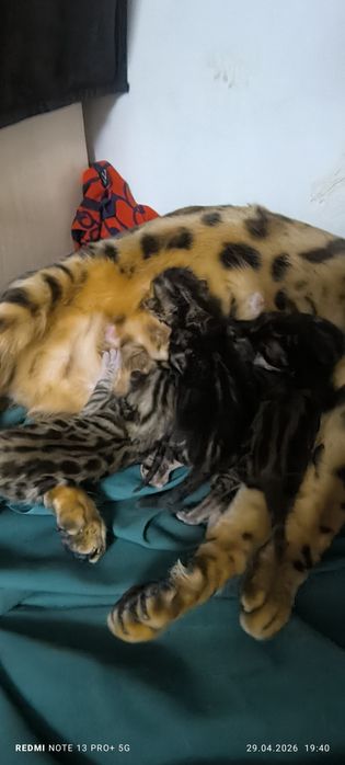 Чистокровные котята Бенгалов!