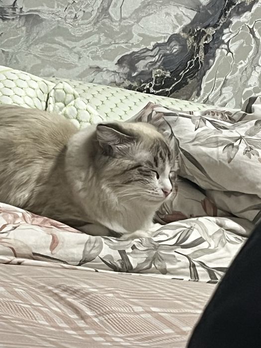 Отдаем кошку в добрые руки