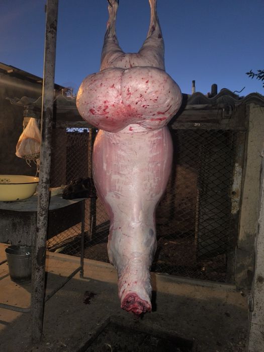 Семіз қойлар сатылады, 70000 басталады