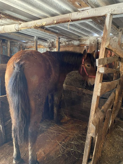 Дөнен шығар сатылады