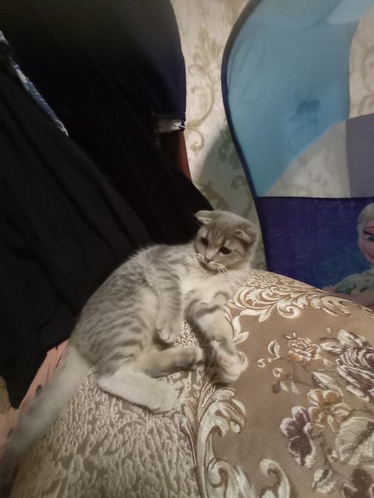 Skoch fold qzbola 5 oyli