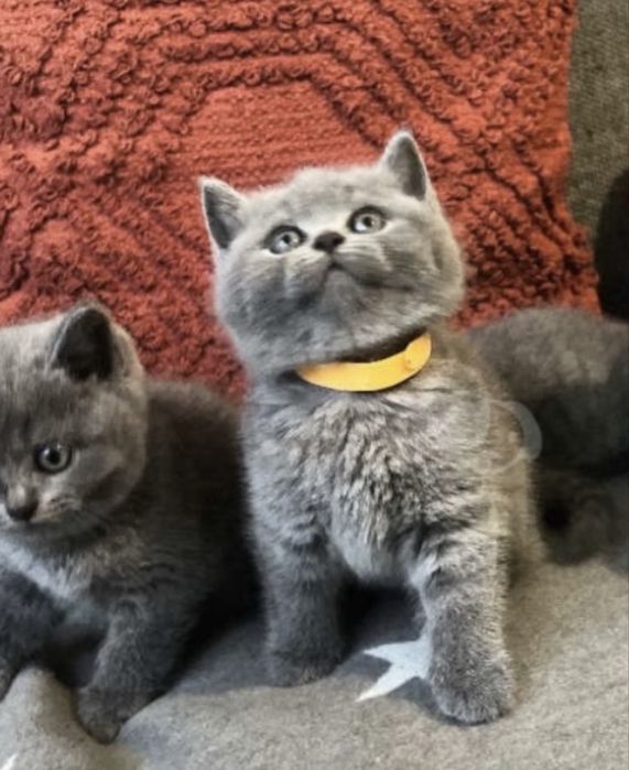 Шикарненькие Котята