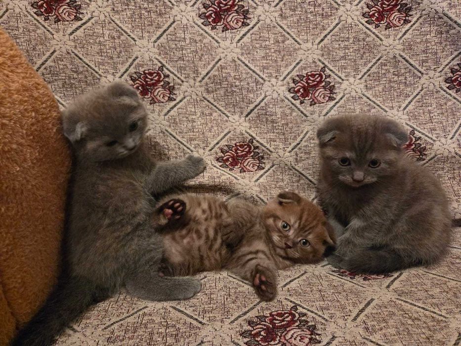 Вислоухие «британская»