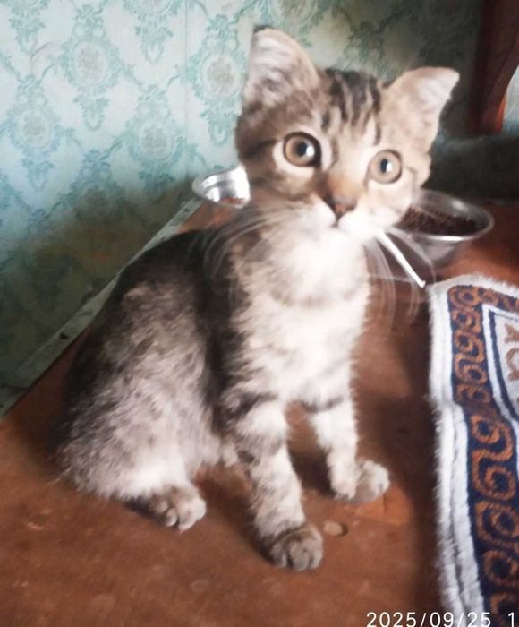 Котята страйт и фолд, смотрите фото!