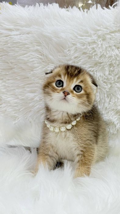 Котята от правильной вязки