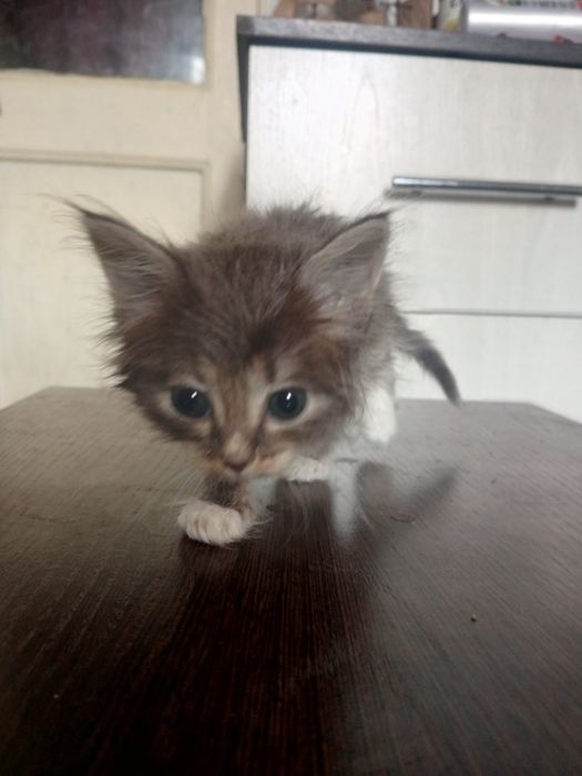 Отдам даром котят смесь с Мейн Куном