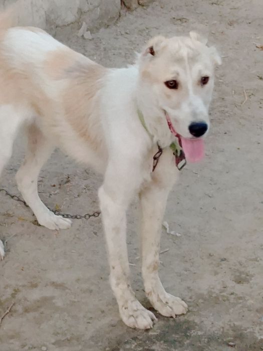 Собака алабай белого цвета