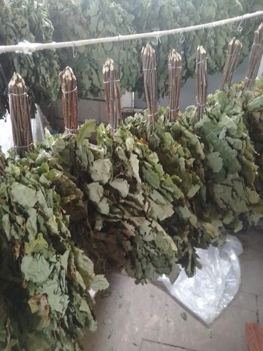 Дубовые банные веники для парения