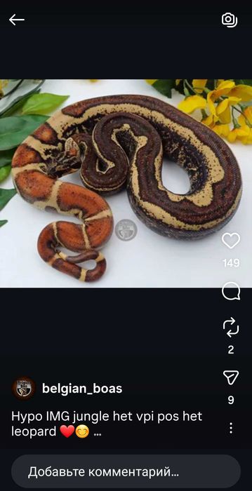 Удав императорский,самец