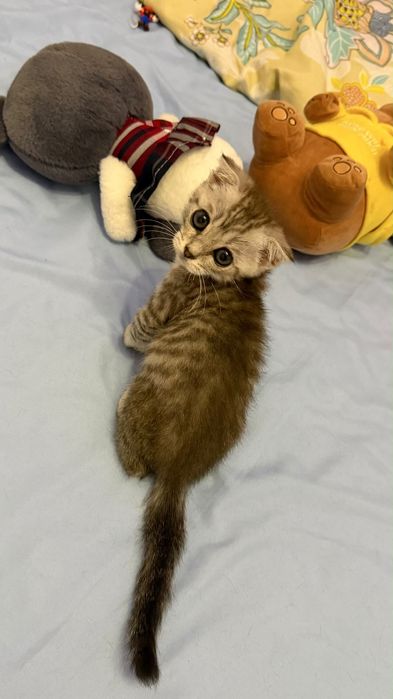 Отдам котенка в добрые руки