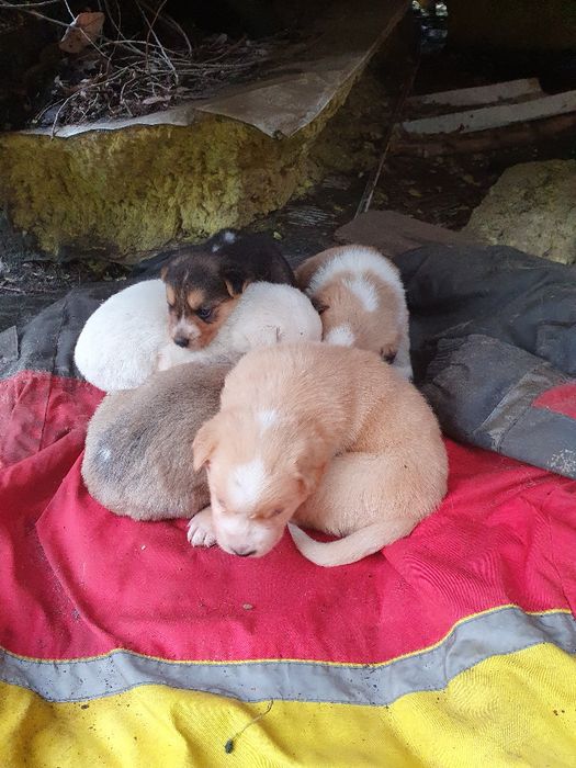 Срочно отдают щенков в добрые руки