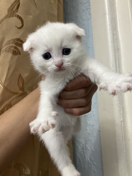 Skotish folt sotiladi