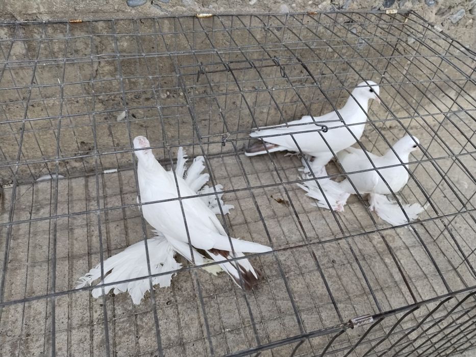 Голуби краснохвостыйе