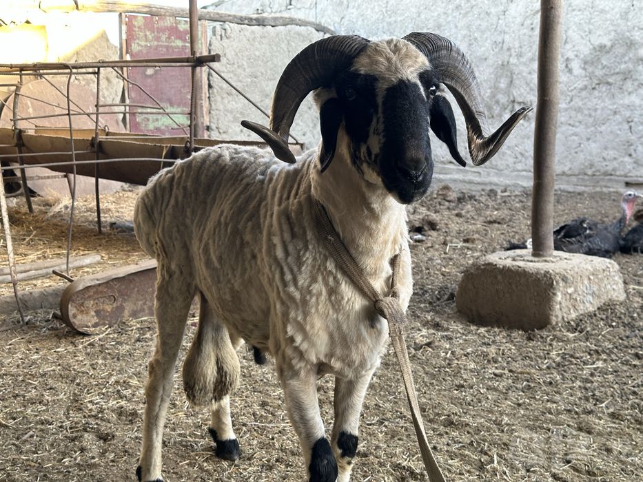 Qo’chqor sotiladi urushadigan