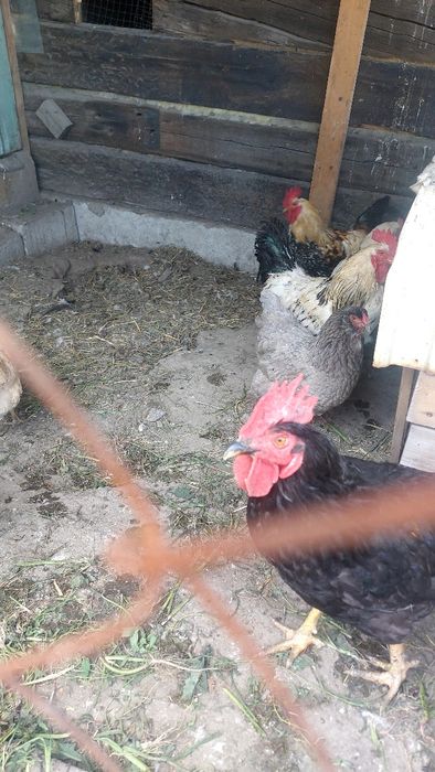 Продам молодых курей разных парод