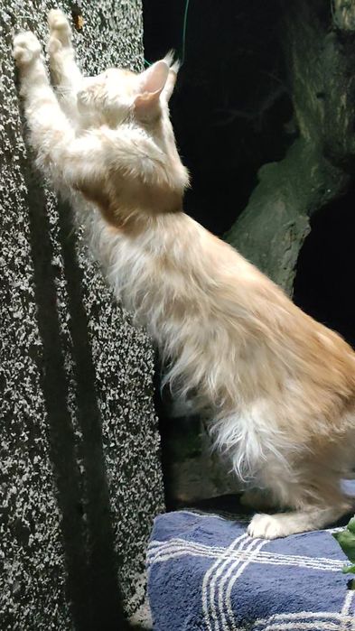 Кот  породы Майн-кун