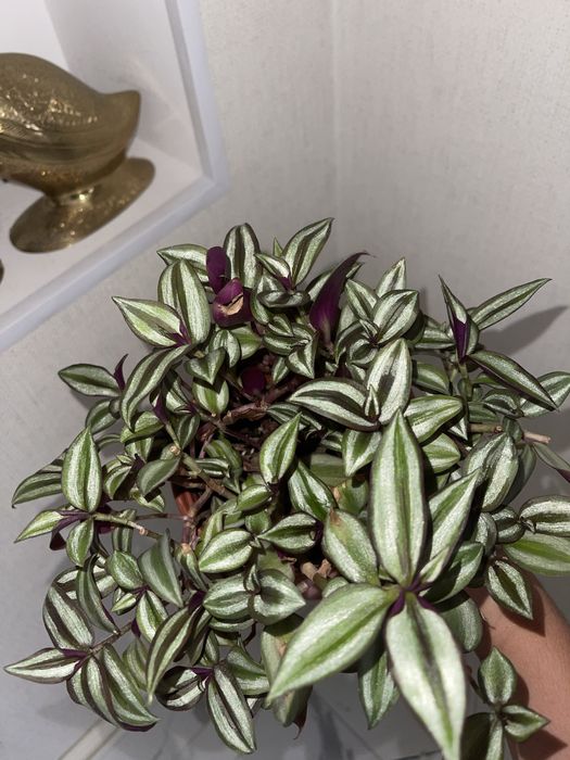 Традесканция зебрина