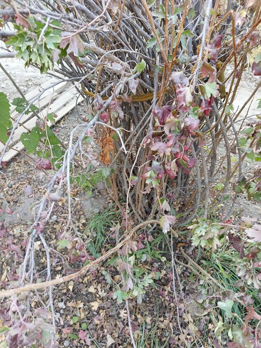 Саженцы смородины