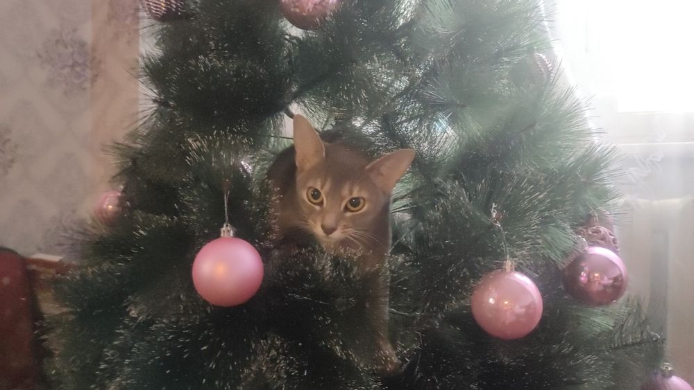 Абиссинская кошечка вязка