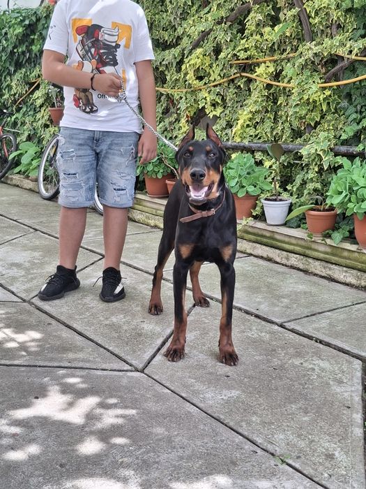 Vând Câine Doberman