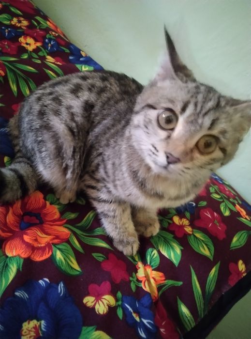 Mushuk damashni chiroylicha