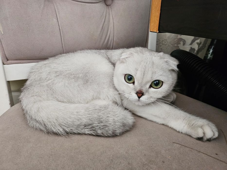 Кошка Шотландская вислоухая