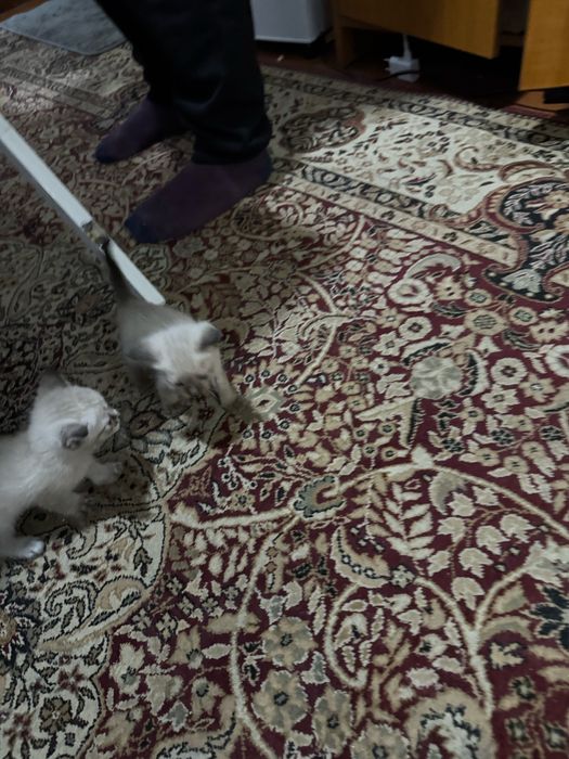 Отдам котят все мальчики