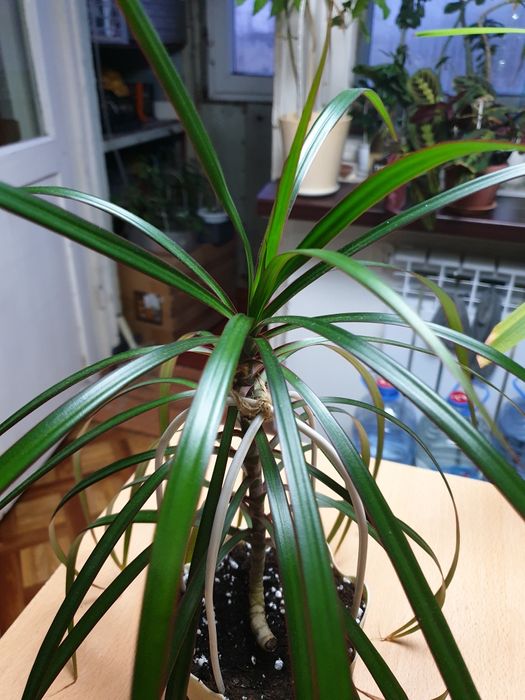 Драцена. Комнатное растение