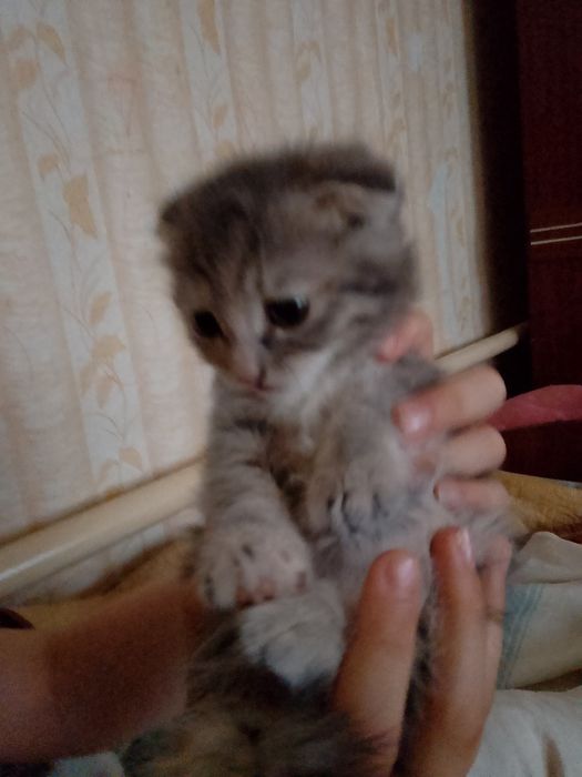Отдам Котят вислоухих !