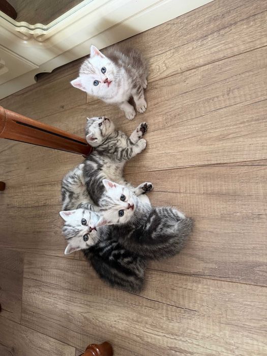 Продам котят. Шотландские