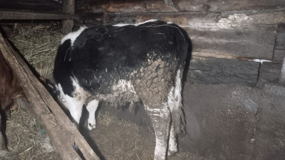 Продам тёлочку на развод