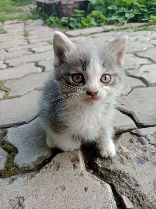 Отдам котёнка бесплатно