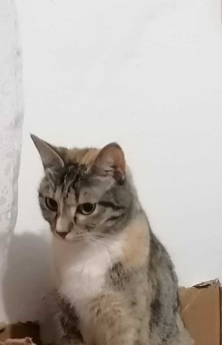 Ofer spre adoptie pisicuta in varsta de 4 ani