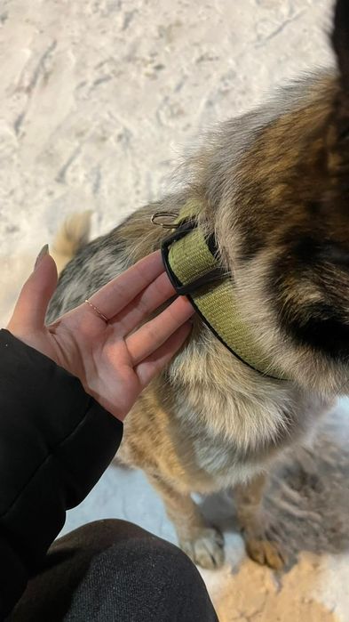 Собака с ошейником в Центральном парке