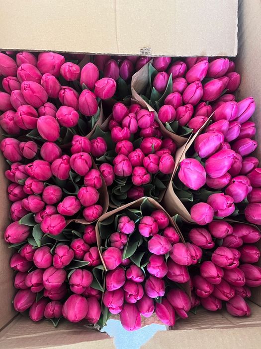 Продажа тюльпанов