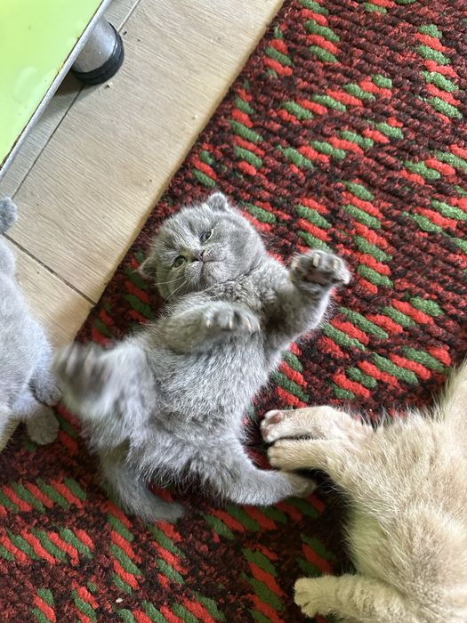 Скотиш фолд котята