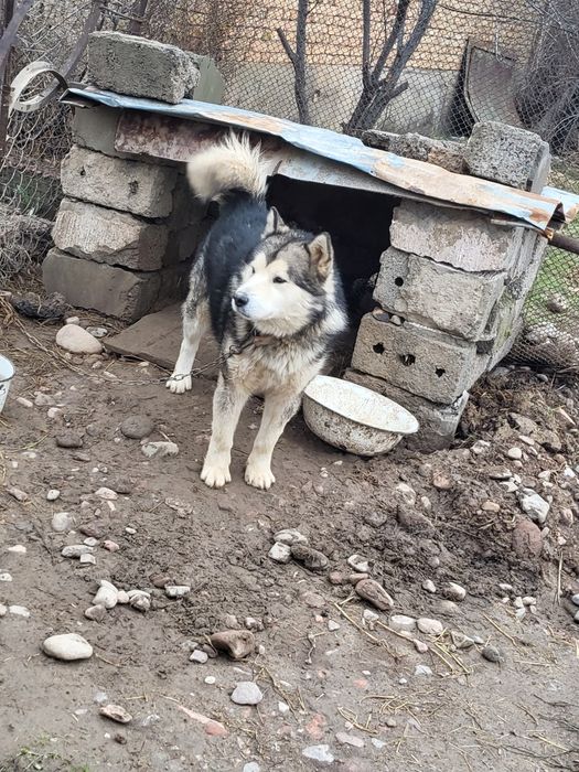 Продаю собаку, порода хаска