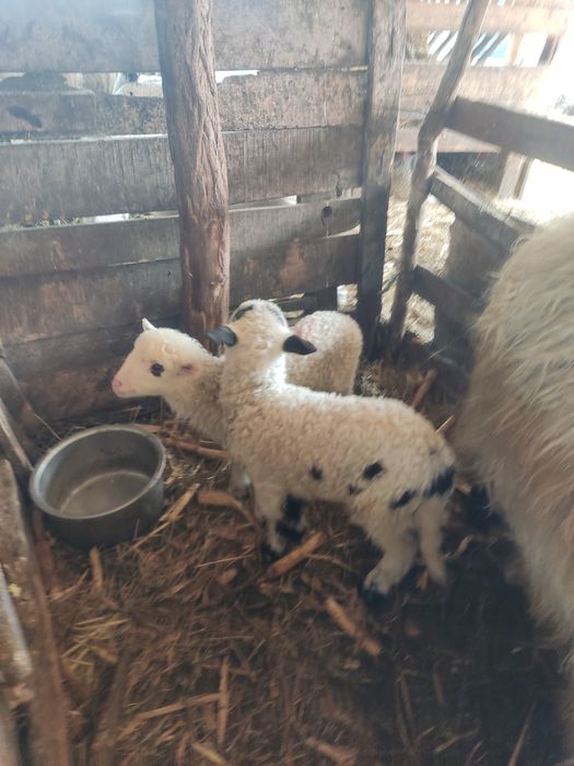 Miei din 2  de vanzare