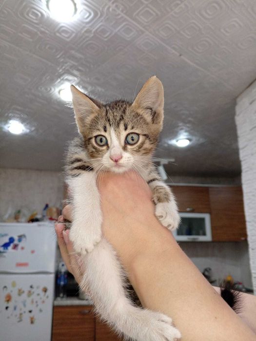 Котята-крысоловы в хорошие руки