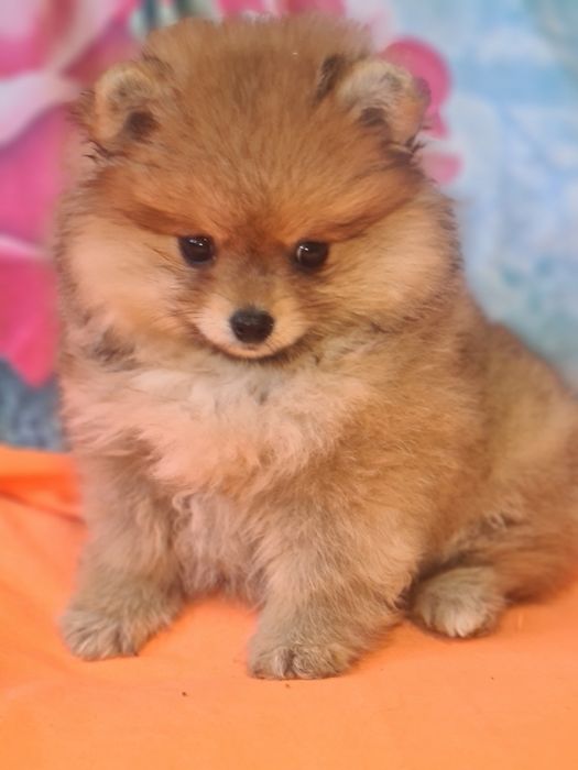 Продам щенка шпица.