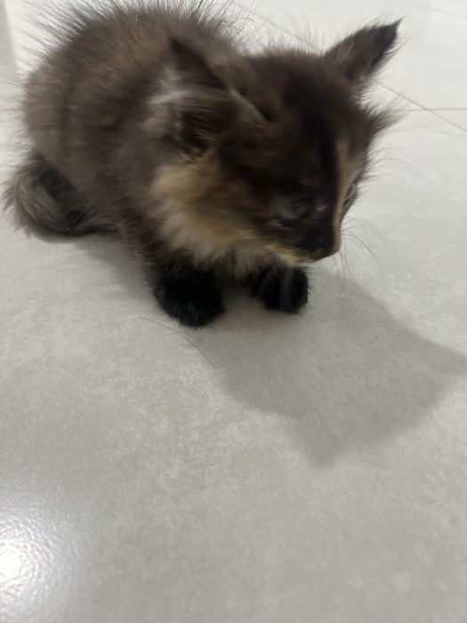 Срочно продаётся котёнок