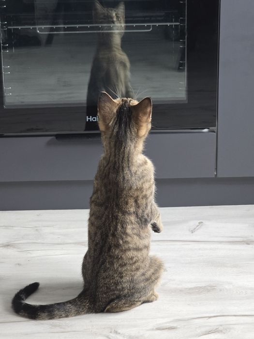 Отдам кошку в хорошие руки