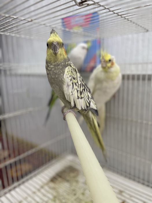 Продаю попугаев корелла