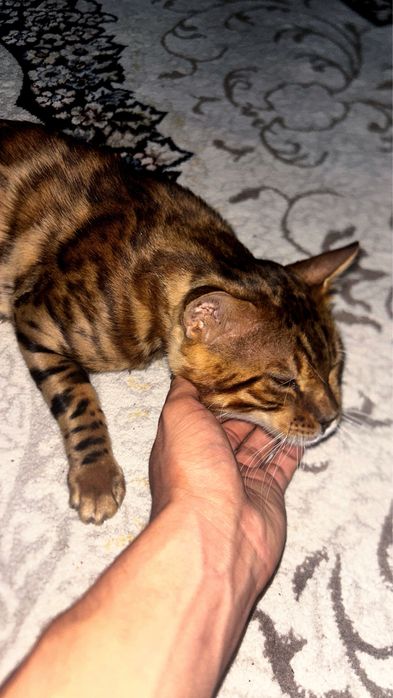 ВЯЗКА Бенгальский Эркак