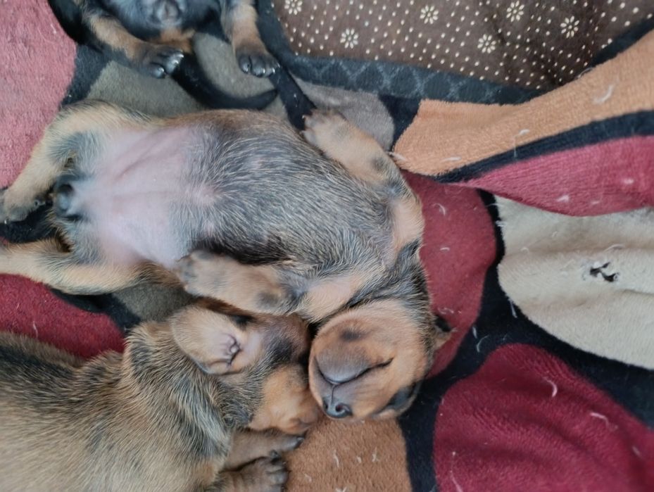 Щенки таксы.Классные!