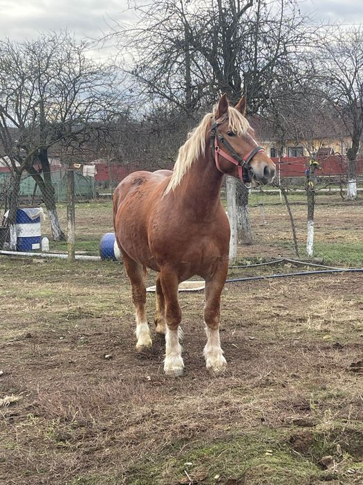 Se oferă spre vânzare iapa gestantă în vârstă de 3 ani