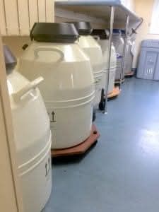 Inseminare artificiala - monta artificiala caini