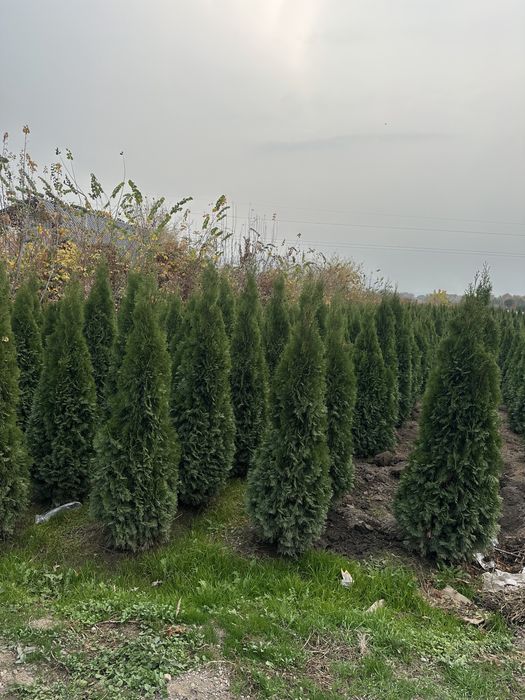 Туя Смарагд. Туя Брабант Туя шарик. Туя